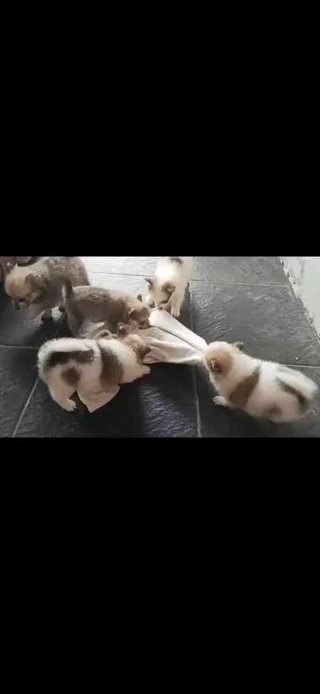 Anak anjing mini minipom