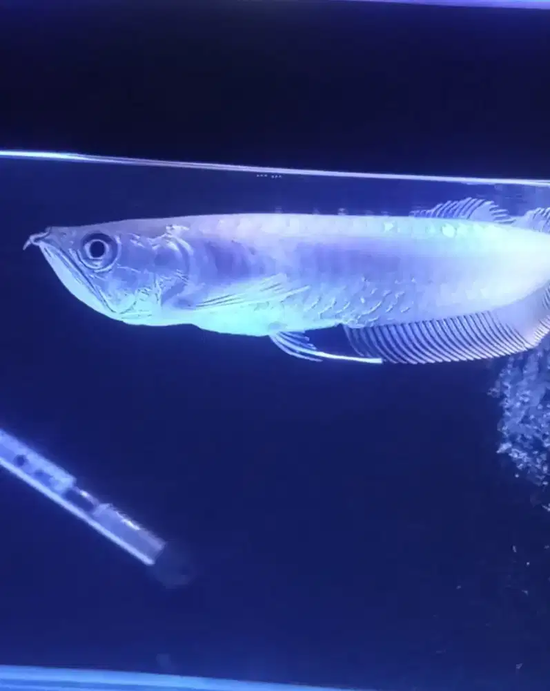 Arowana Silver red 20cm