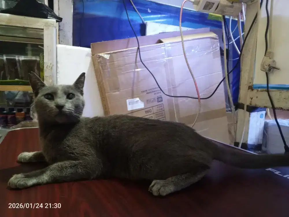 LAKucing busok x British shorthair