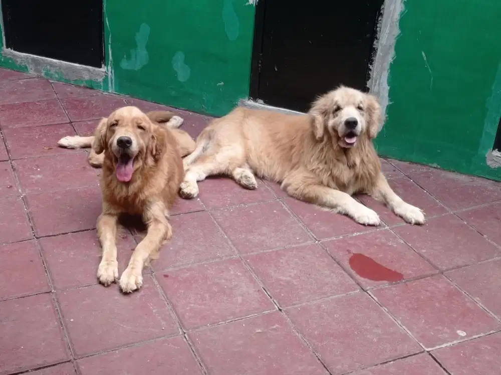 anjing golden retriever jantan dan betina