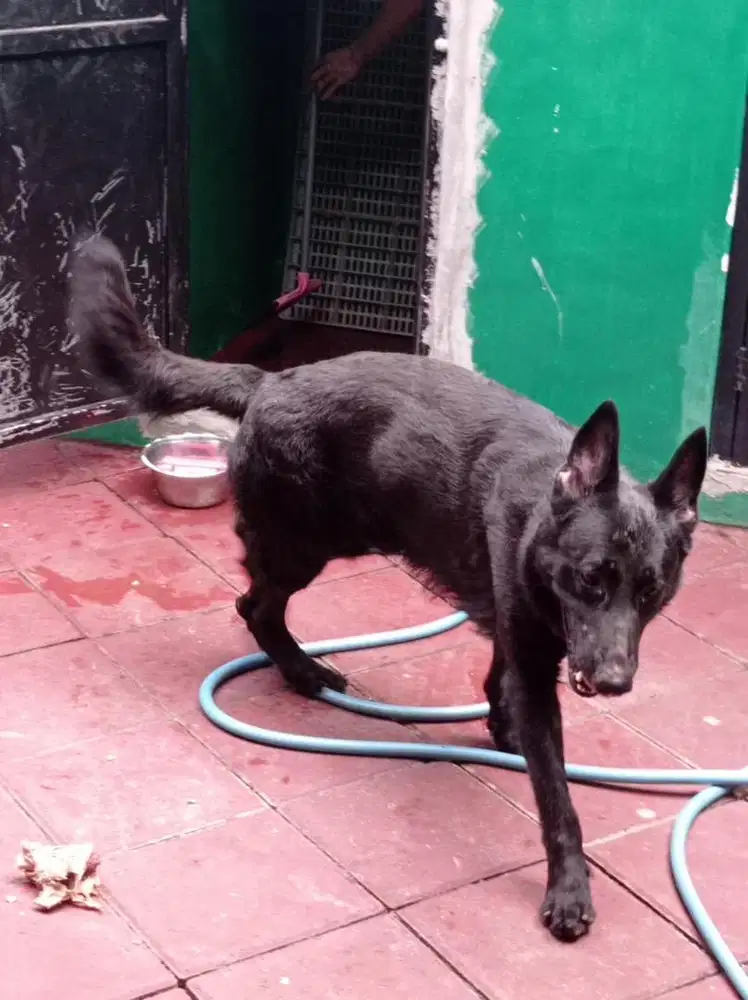 jual anjing herder / gsd / german shepherd dog warna hitam jantan