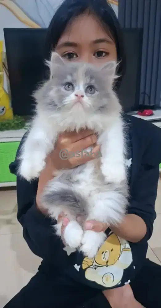 Anak kucing anggora/kitten persia betina/kucing persia betina