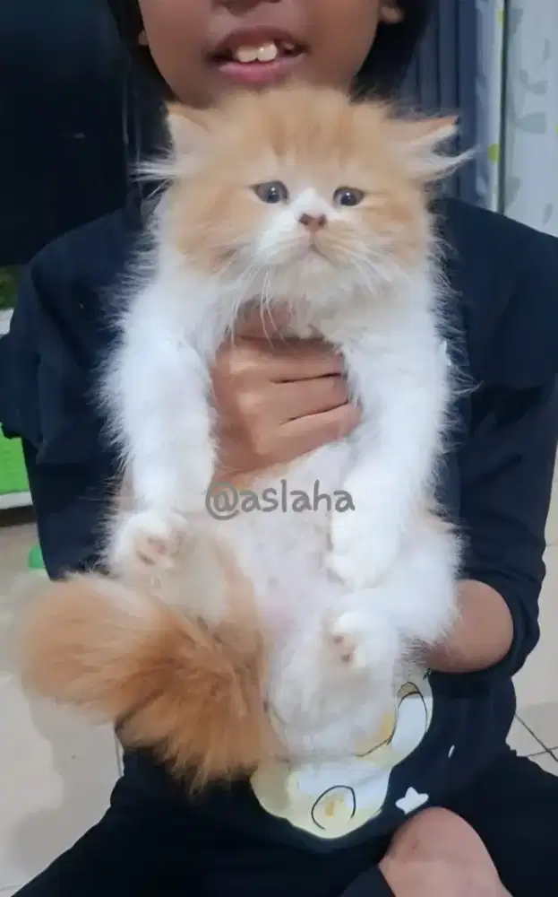 Anak kucing anggora/kitten flatnose betina /kucing persia betina