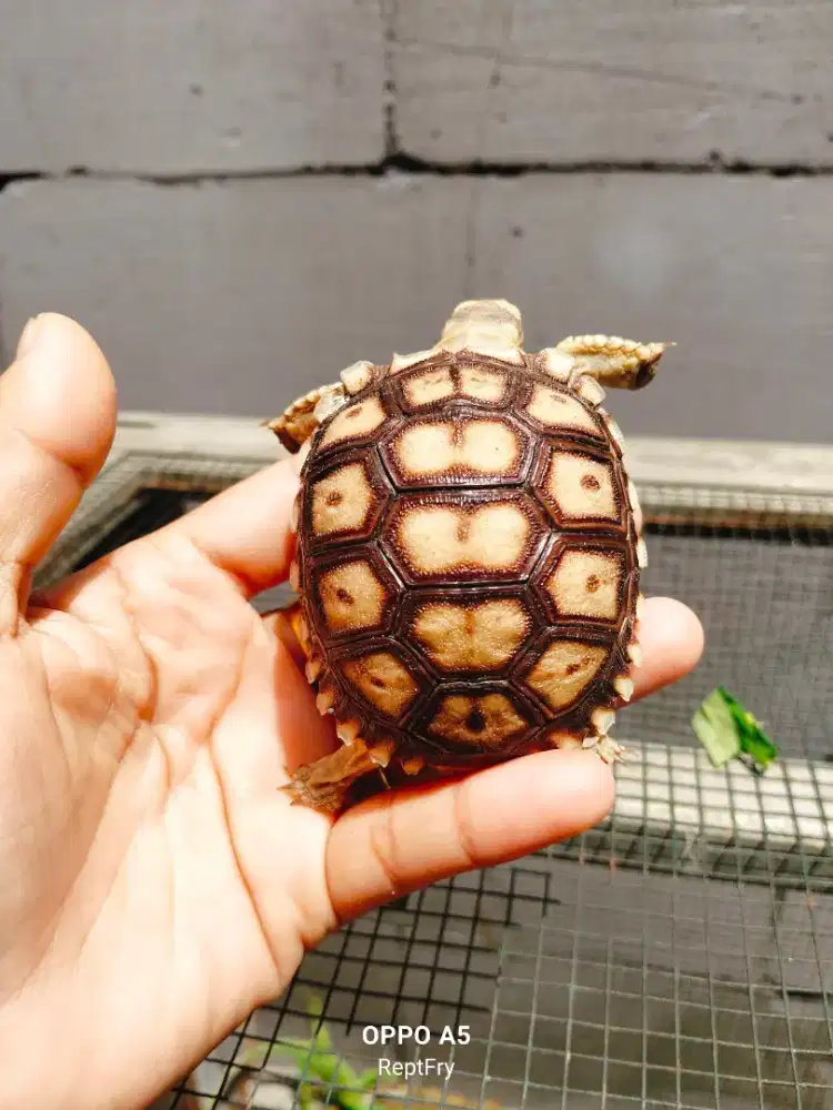 Kura-kura sulcata size 6cm mulus