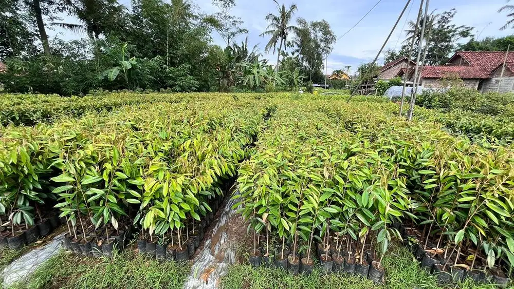 Bibit Durian Musangking , Bibit Durian Musang King Berlabel