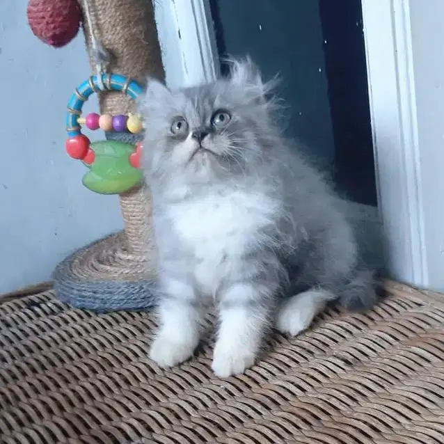 Kitten Persia Medium Betina