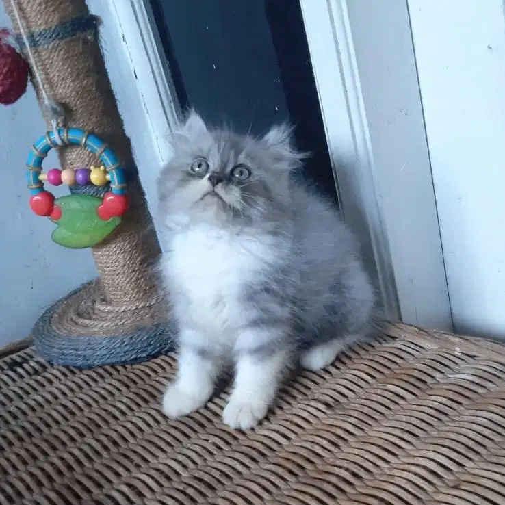 Kucing Persia Medium Betina