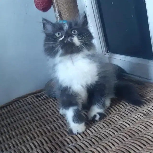 Anakan Kucing Persia Jantan