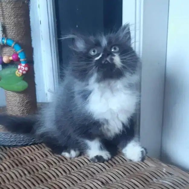 Kitten Persia Medium Jantan