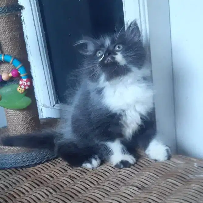 Kucing Persia Medium Jantan