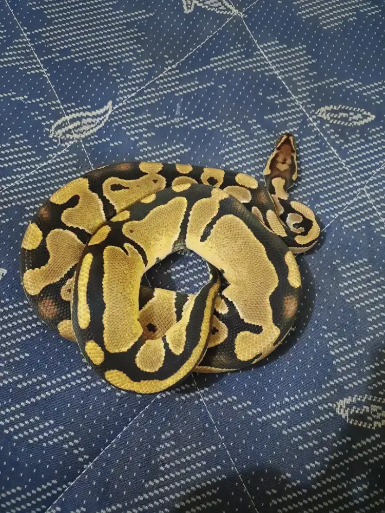BP Pastel Dewasa
