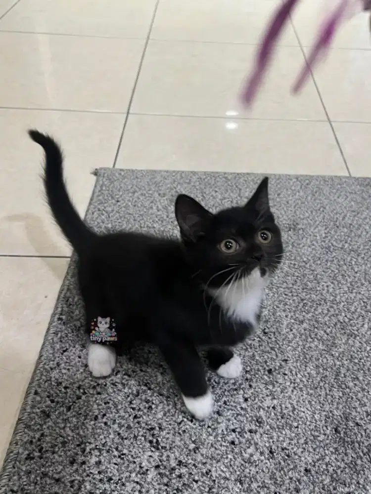 Kucing BSH mix Scottish