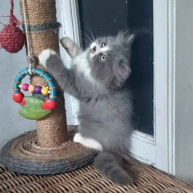 Kucing Persia Medium Betina 2