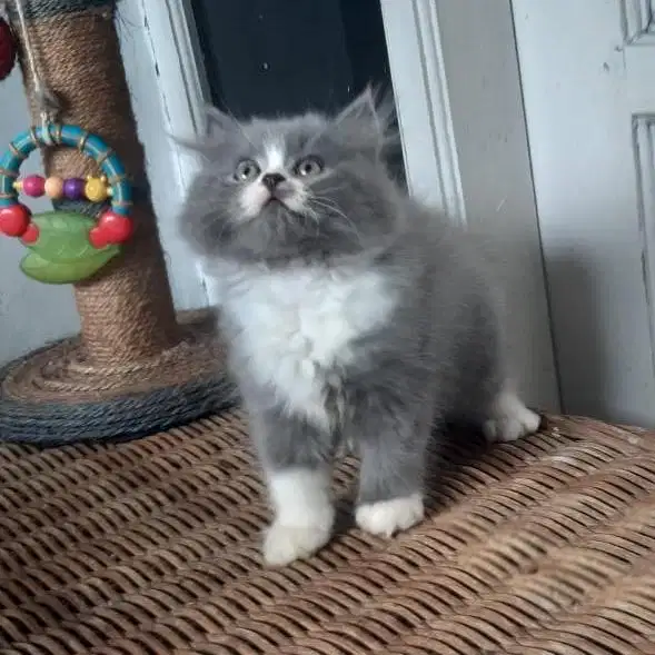 Kitten Persia Medium Betina 2