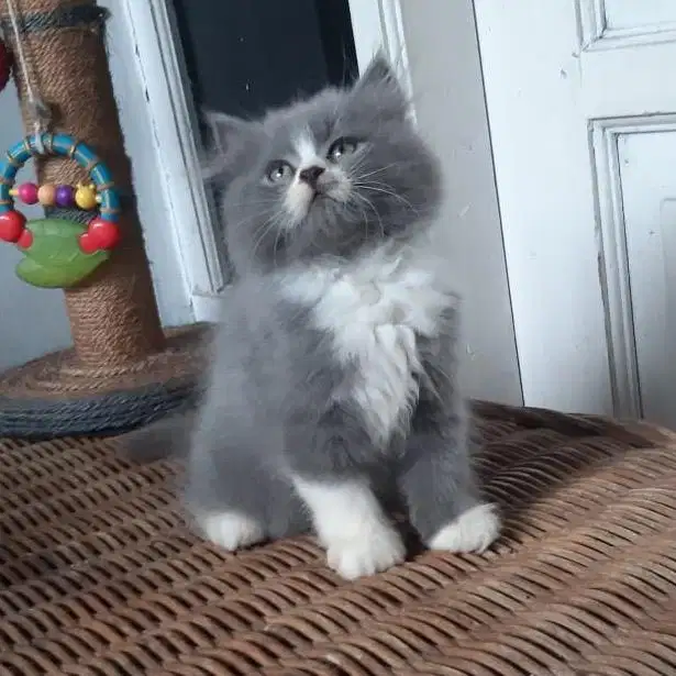 Anakan Kucing Persia Betina 2