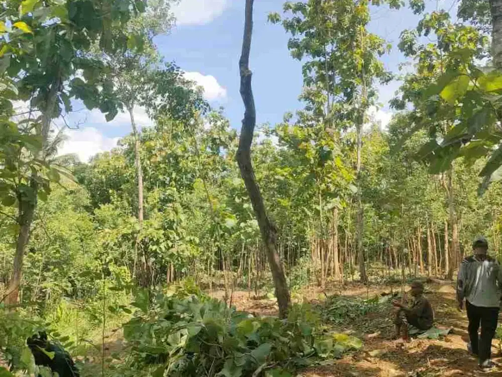 DIJUAL TANAH MURAH WLAHAR KULON KEC PATIKRAJA PURWOKERTO FREE POHON ANGSANA RATUSAN POHON