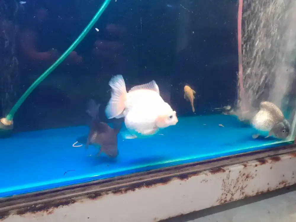 I5 ekor ikan. Ikan koki 3 ekor manfis 2 ekor