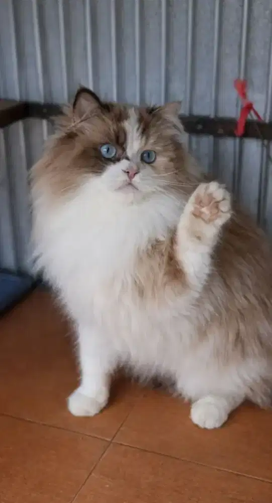 Ragdoll female nonped