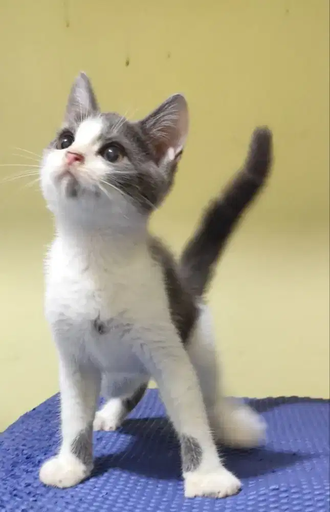 BSH BICOLOUR MUNCKHIN NS