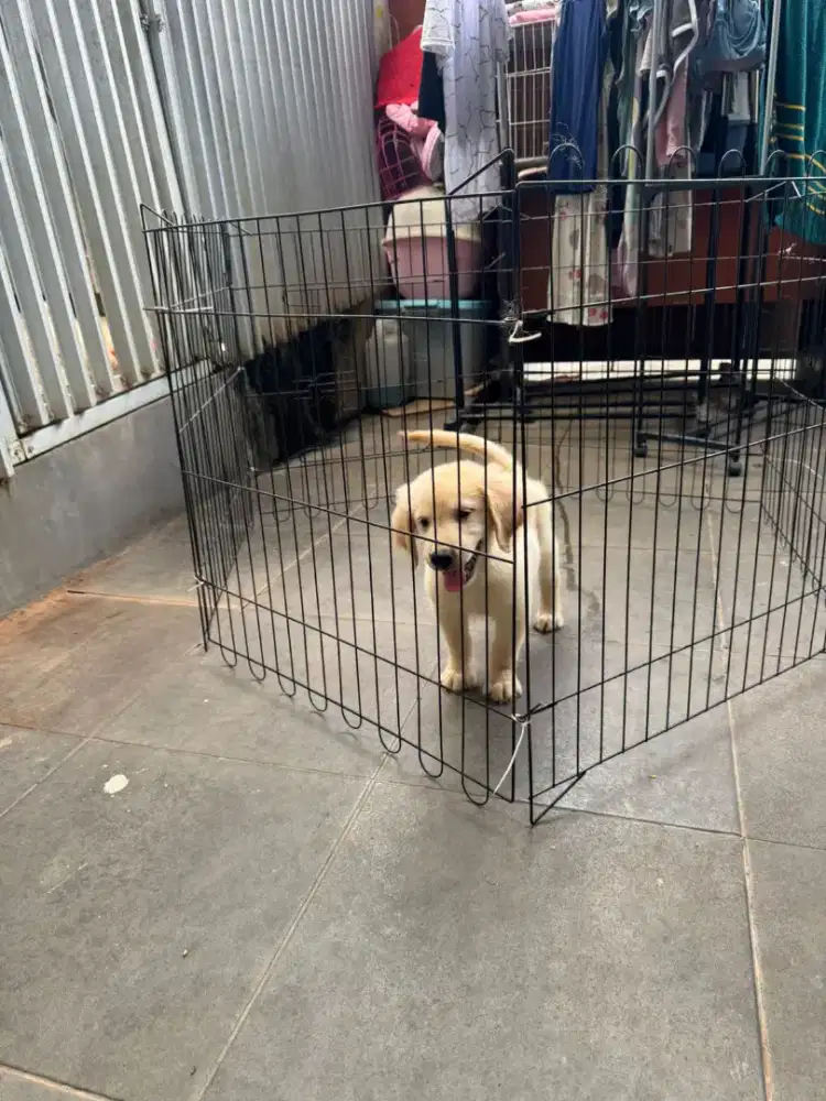 Anak anjing golden retriever jantan stambun microchip vaksin harga net