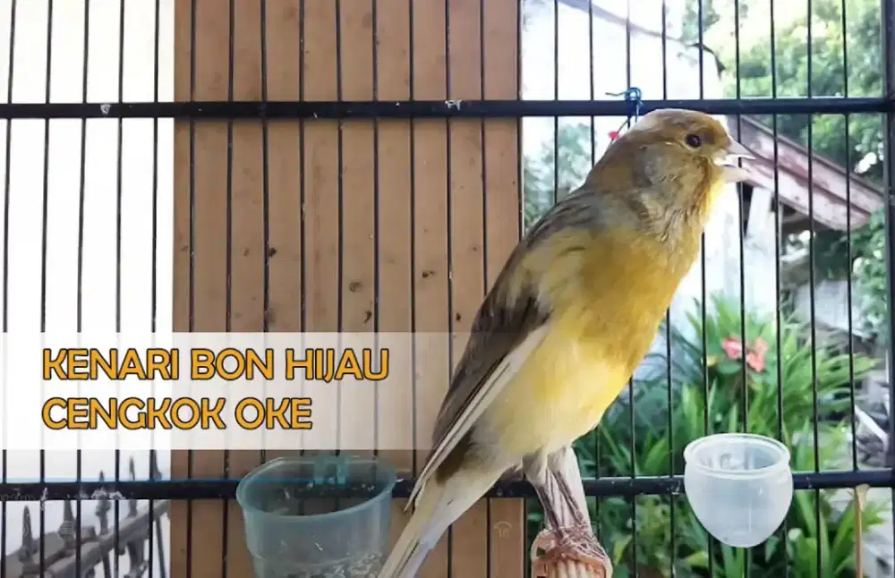 Kenari kalitan gacor ngerek