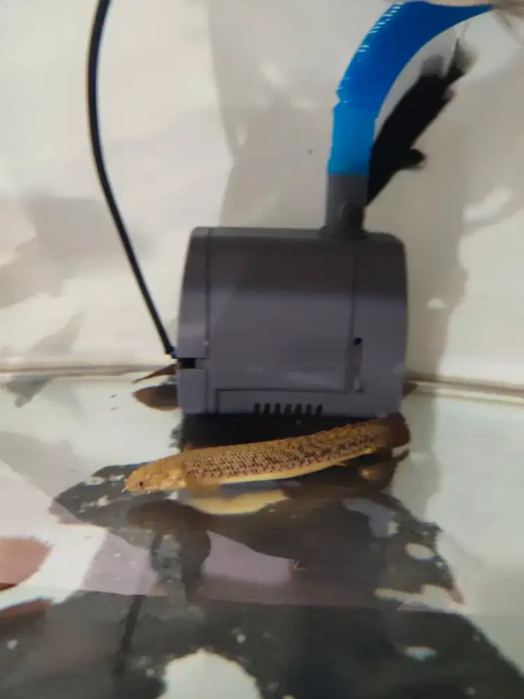 Polypterus / Palmas Teugelsi