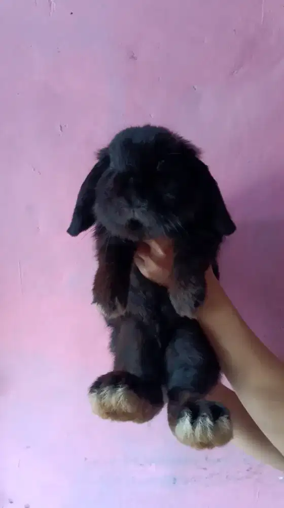 Kelinci hollandloop betina