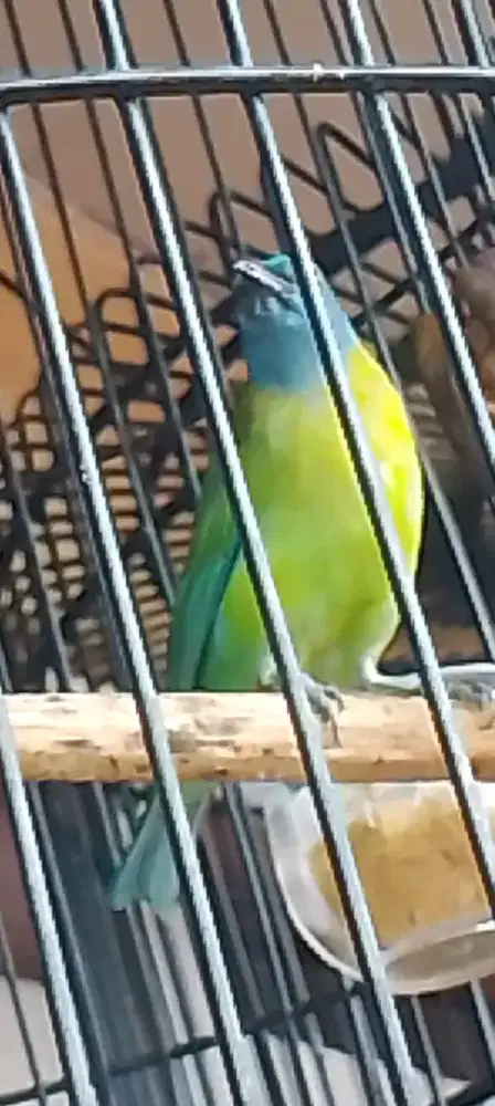 Burung kinoy gacor masteran