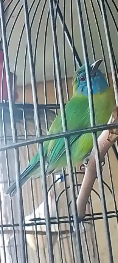 Burung kinoy baur masteran