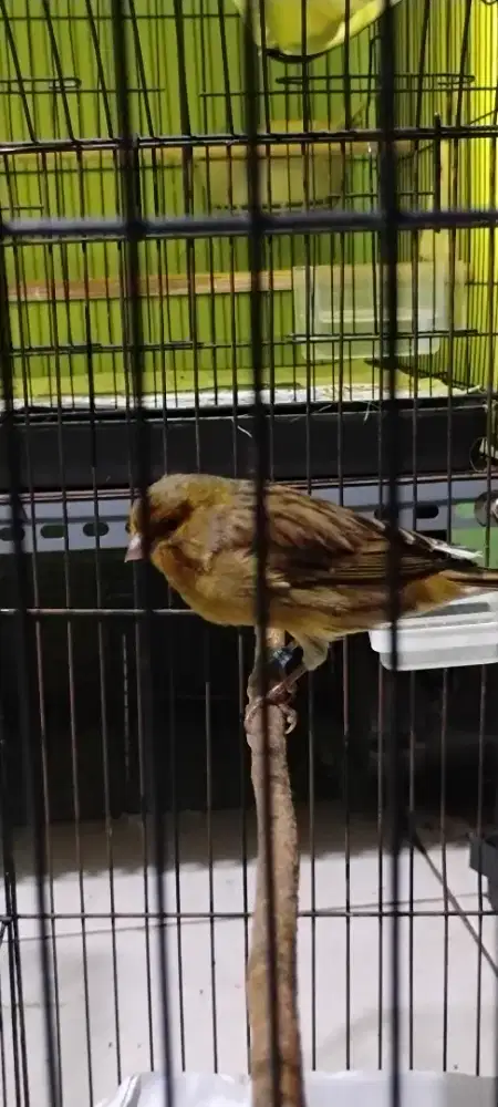 Kenari F1 Ys Gacor Ngerek