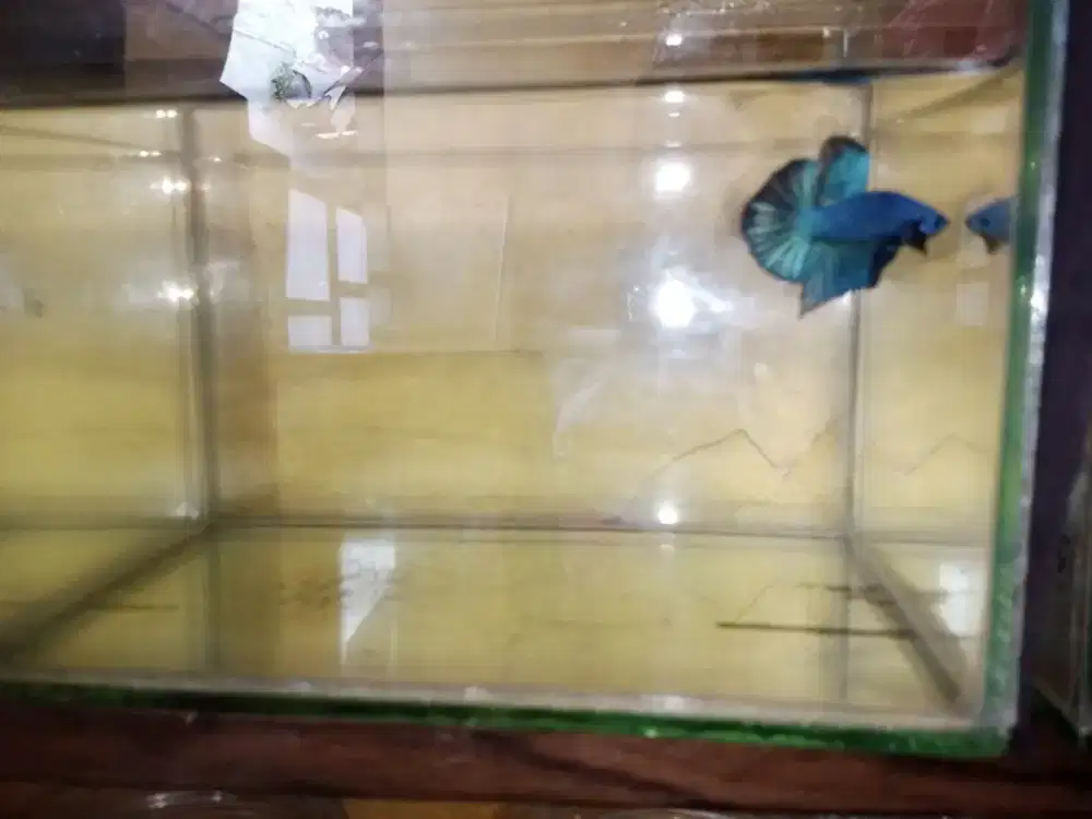 Hmpk black samurai blue male