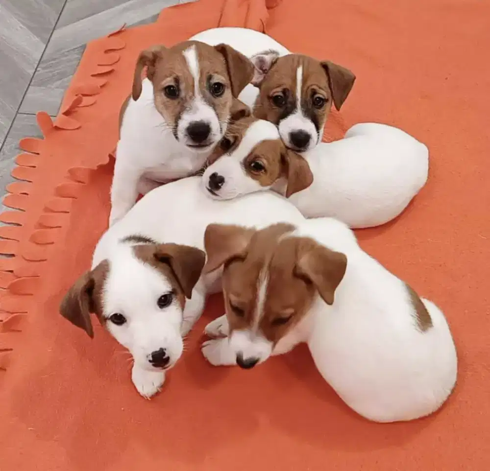 DIJUAL ANJING JACK RUSSELL TERRIER