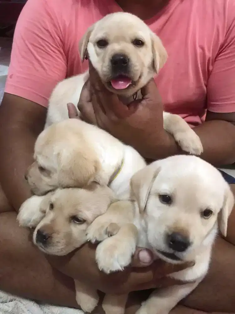 DIJUAL ANJING LABRADOR RETRIEVER