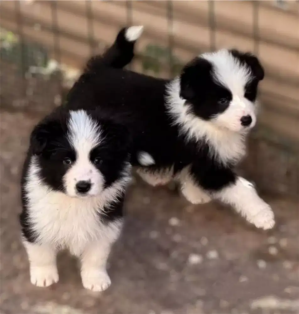 DIJUAL ANJING BORDER COLLIE