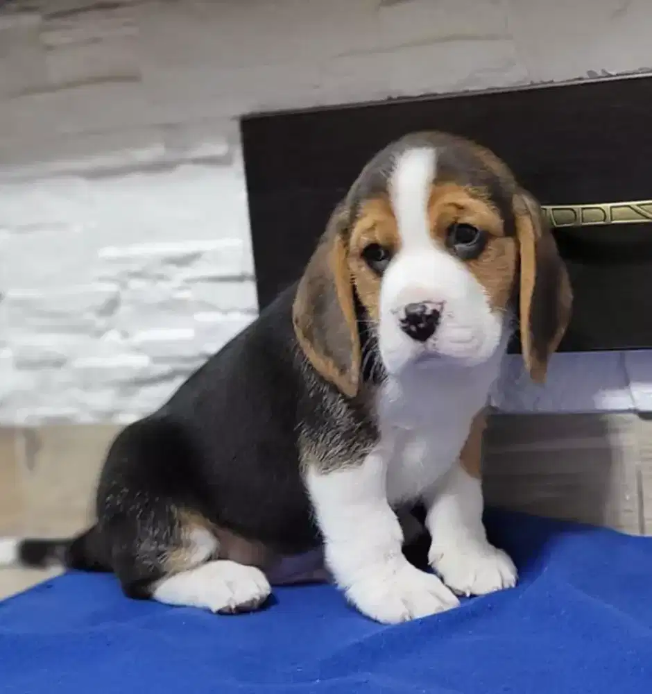 DIJUAL ANJING BEAGLE