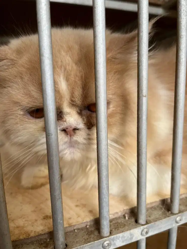 kucing persia jantan