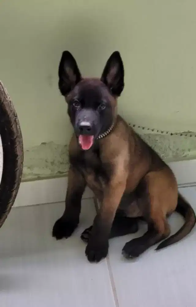 DIJUAL ANJING BELGIAN MALINOIS