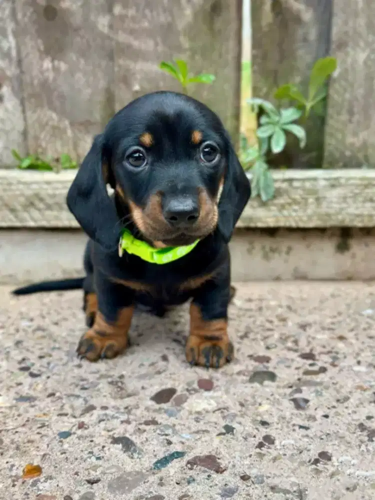 DIJUAL ANJING DACHSHUND