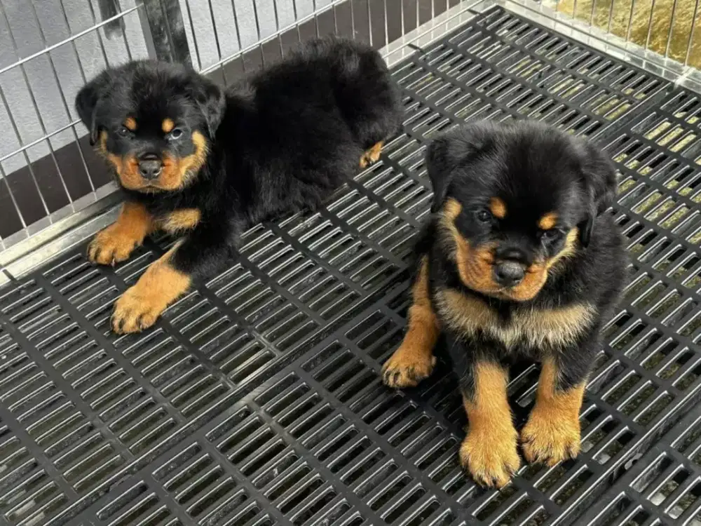 DIJUAL ANJING ROTTWEILER