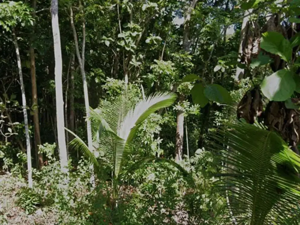 Dijual Cepat Lahan Pekarangan Lokasi Pengasih,Yogyakarta Luas 5 Ha