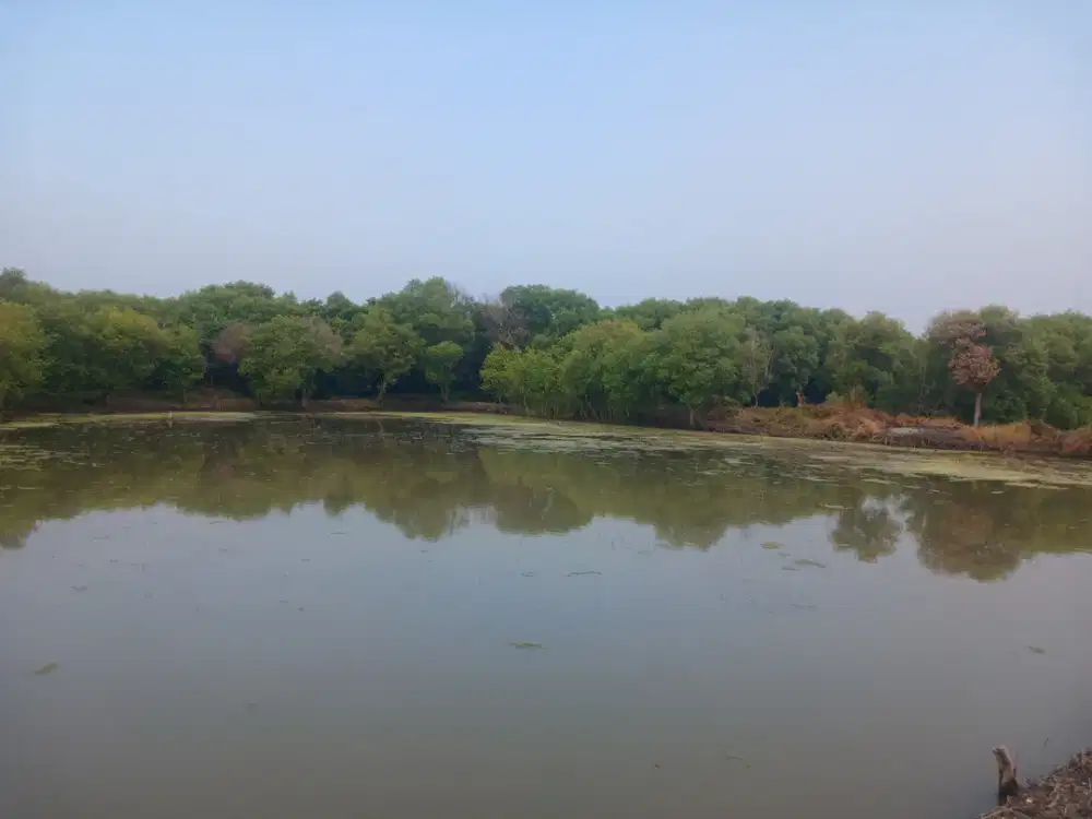 Jual Tambak Udang produktif di Cemandi Sedati Sidoarjo