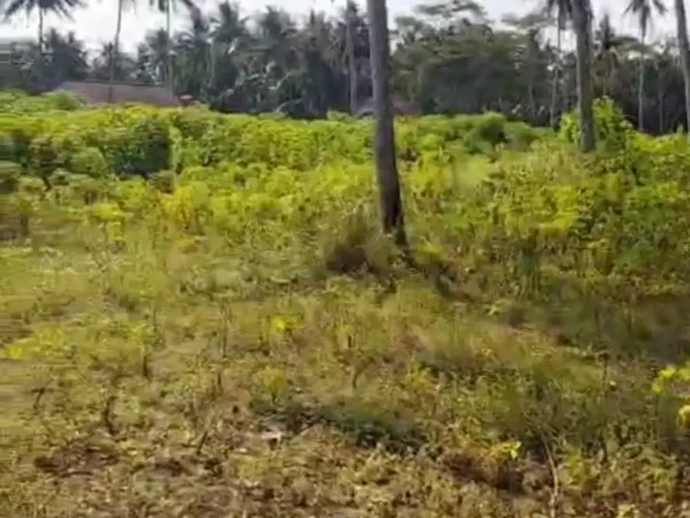 Lahan Pekarangan Lokasi Super Strategis Pengasih, Yogyakarta Luas 1 Ha