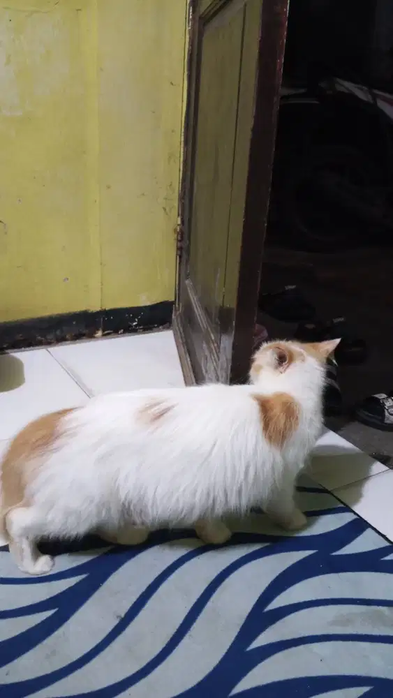 Kucing Persia long hair