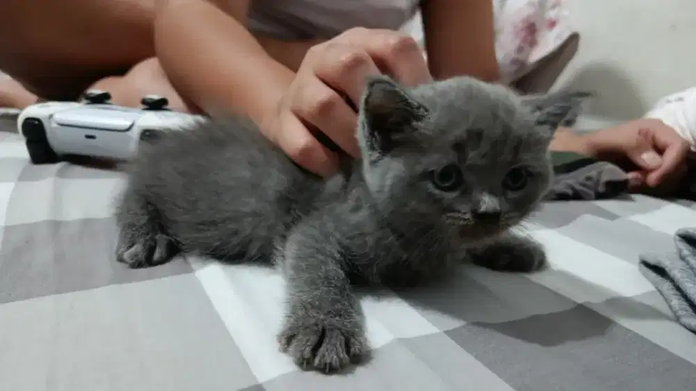 Kitten/Kucing BSH Dan BLH