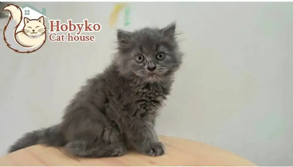 KITTEN BRITISH LONGHAIR