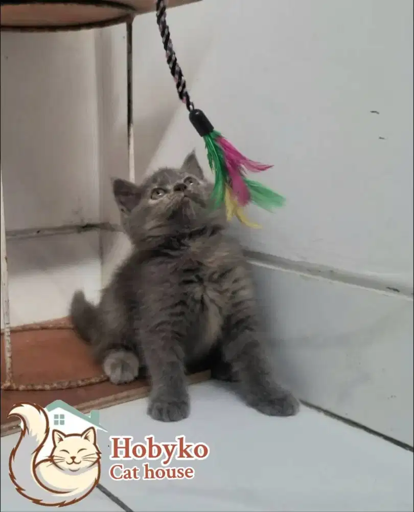 KITTEN BRITISH SHORT HAIR