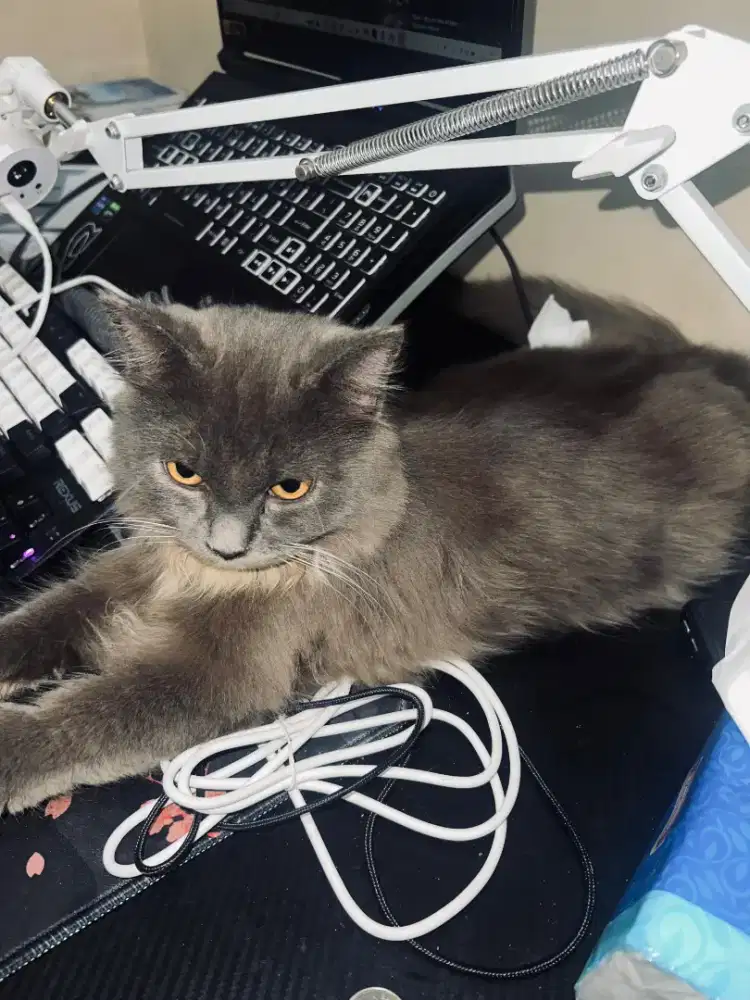 Persia abu abu 1 tahun