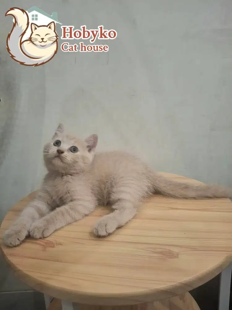 KITTEN BRITISH SHORT HAIR