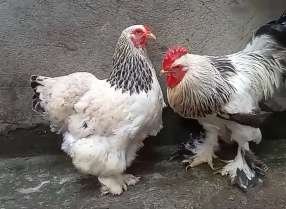 Ayam brahma sepasng induk