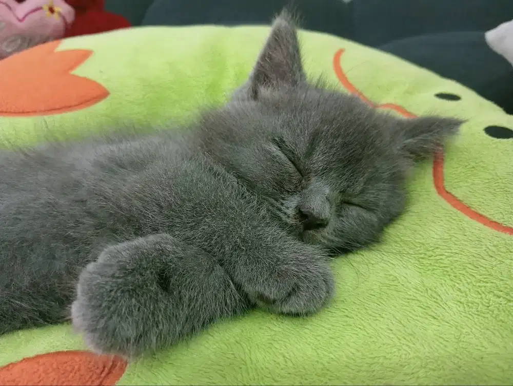 KITTEN BRITISH SHORT HAIR